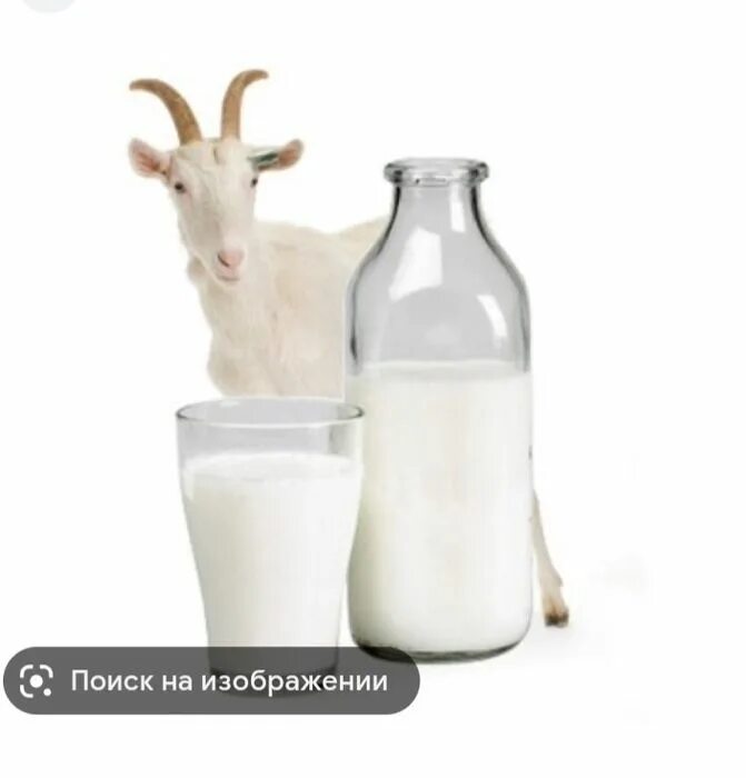 Дают ли козлы молоко. Козлиное молоко. Дают ли козлы молоко. Козел молоко. Дают ли козлы молоко.