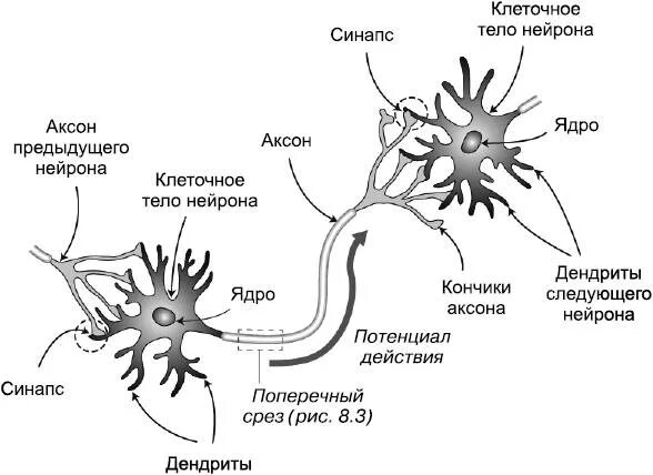 Импульс мозг аксон. Строение нейрона и синапса. Схема нейронов аксонов синапсов. Дендриты и синапсы. Строение нейрона рисунок синапс.