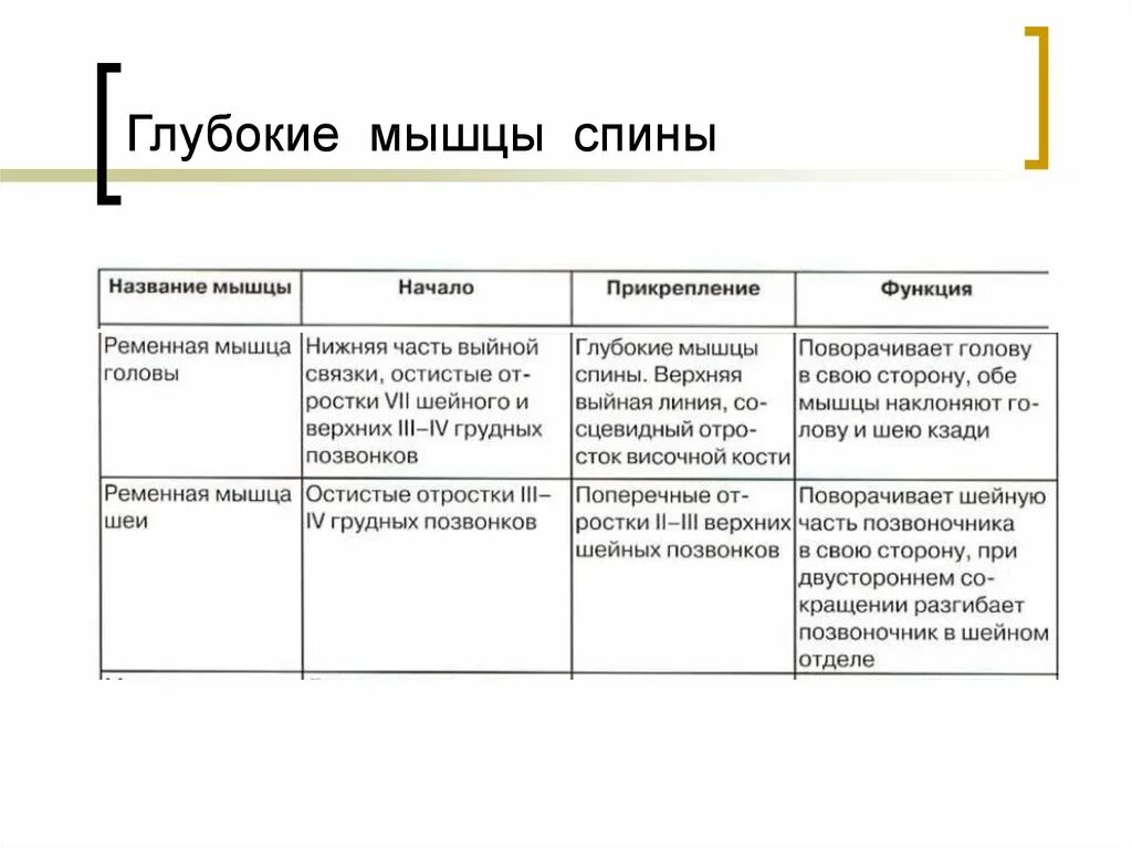 Начало прикрепление функции мышц. Глубокие мышцы спины анатомия таблица. Глубокие мышцы спины функции таблица. Поверхностные мышцы спины анатомия таблица. Строение и функции мышц спины таблица.