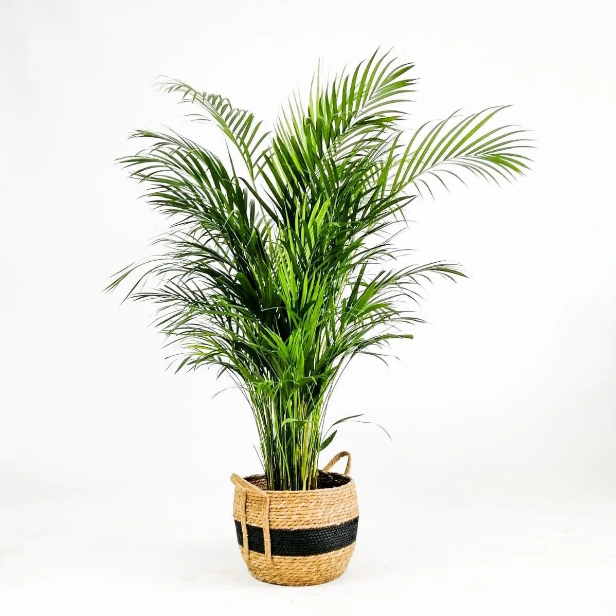 Пальма дипсис. Арека дипсис пальма. Растение комнатное похожее на пальму dypsis lutescens. Пальма дипсис ховея. Арека хризалидокарпус.