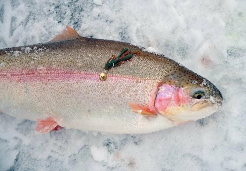 приманки на ручьевую форель. приманки для форели на спиннинг. рыбалка кумжа форель. форель северная. турецкая плоскоголовая форель.