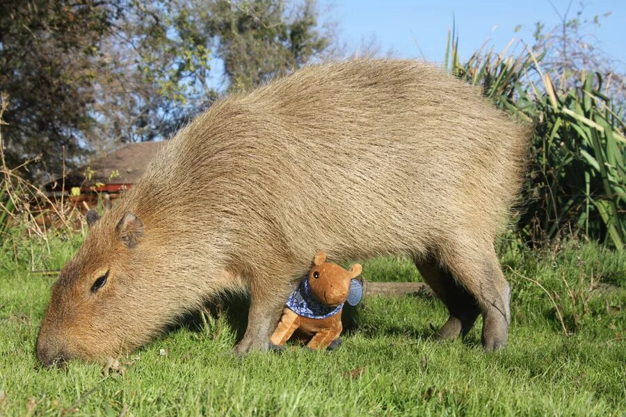 Свинка капибара. Большая свинка капибара. Симбиоз капибары и. Детеныш капибара капибара. Капибара и морская свинка.
