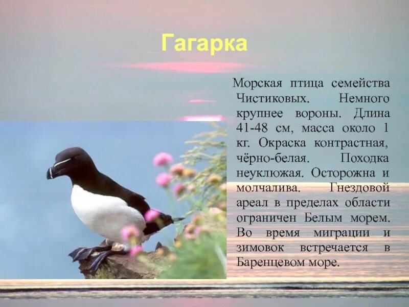 Сообщение о гагарке