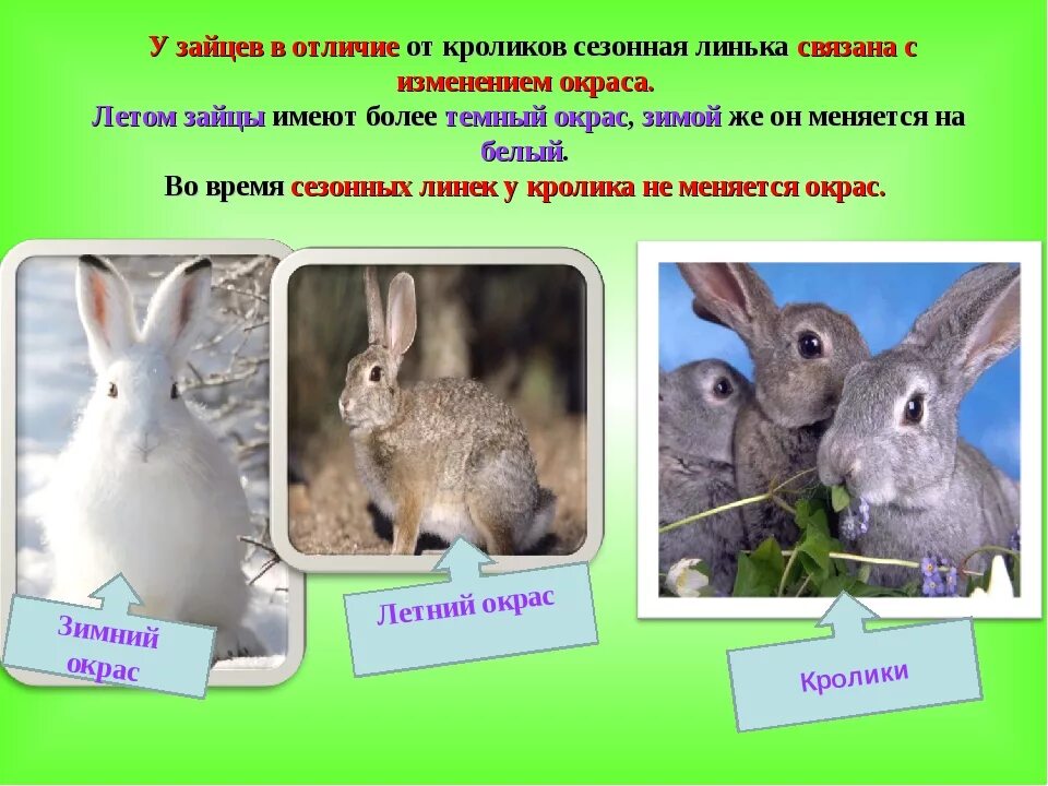 К каким животным относятся кролики. Заяц и кролик. Отличие кроликов от Зайцев. Отличие зайца от кролика. Заяц и кролик разница.