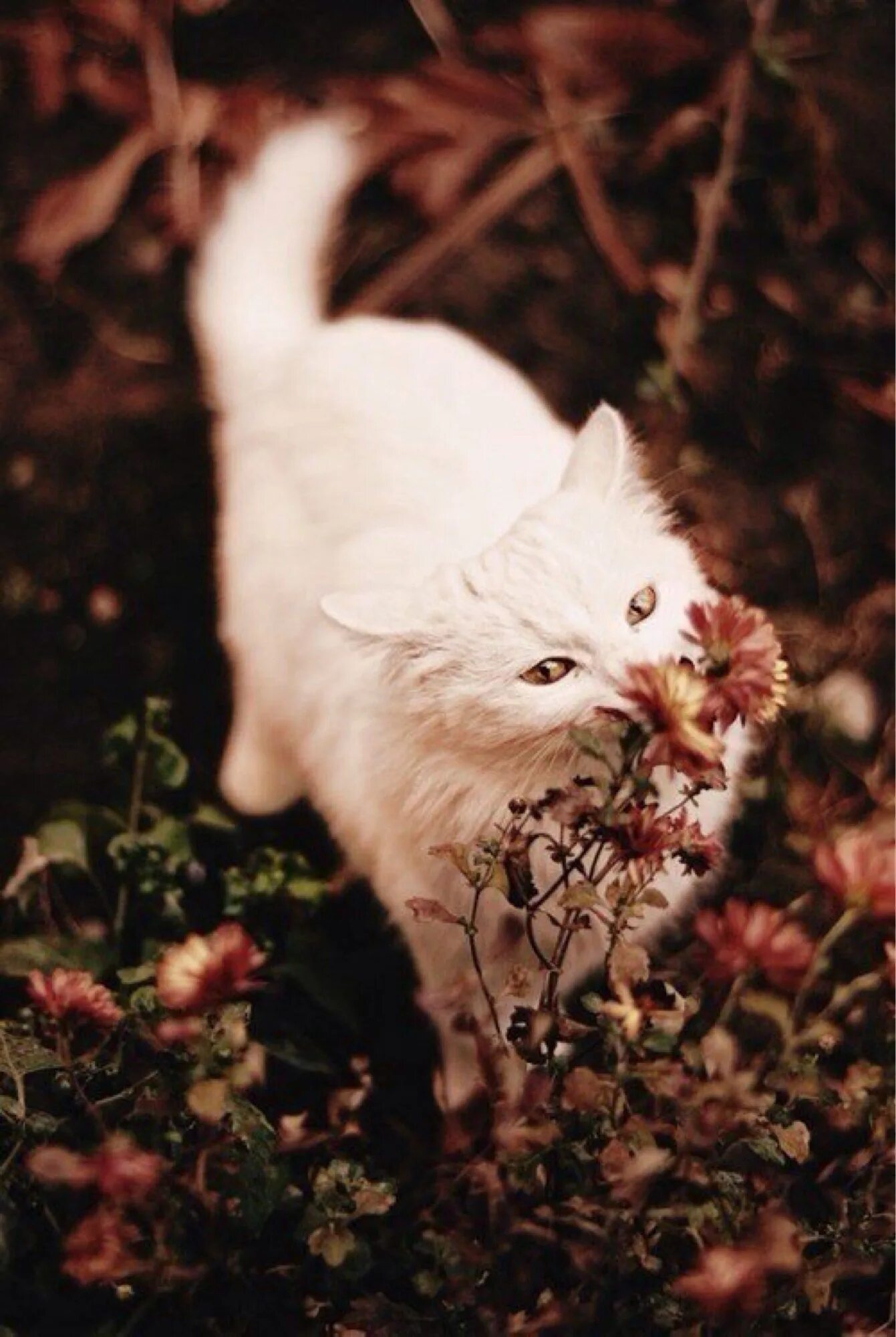 Эстетика котики на аву. Котики Эстетика. Красивые кошки. Эстетика животных кошек. Белый кот Эстетика.