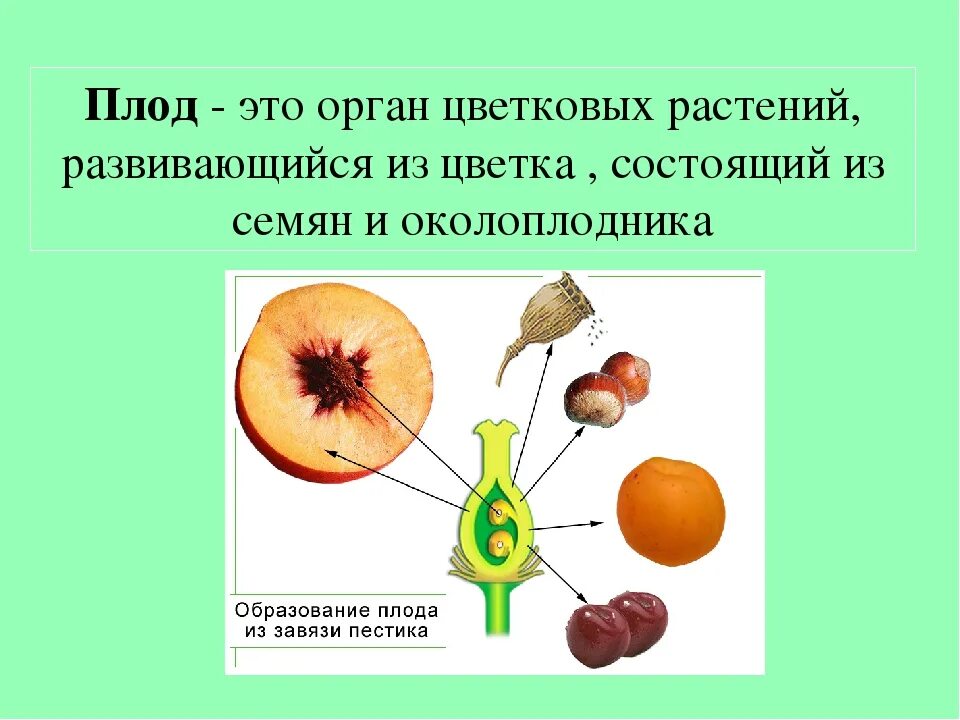 Клетка околоплодника. Из чего развивается плод у цветковых растений. Цветковое растение плоды и семена. Околоплодник у плодов цветковых растений. Строение плода цветкового растения.