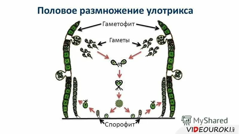 Гаметофит улотрикса. Жизненный цикл водорослей улотрикс. жизненный цикл улотрикса схема. схема размножения улотрикса. улотрикс цикл размножения.