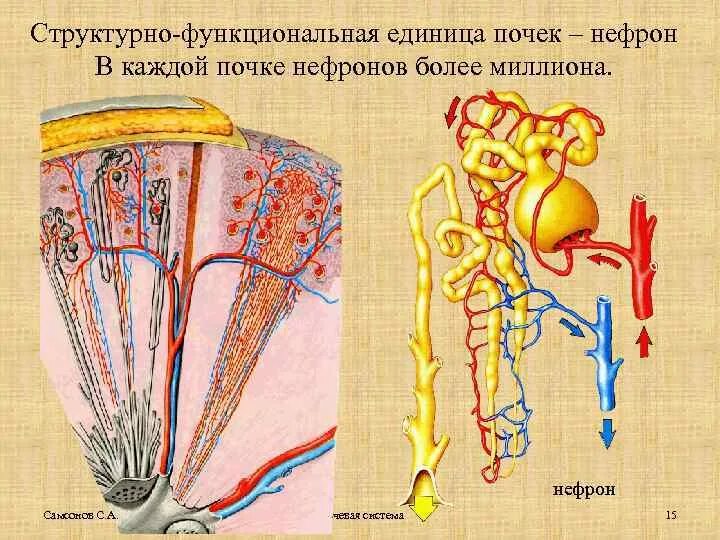 Нефрон структурно-функциональная единица почки. Строение структурно-функциональных единиц почек нефрон. Строение нефрона структурной единицы почки. Структурно-функциональная единица почки рисунок. Структурная функциональная единица почки называется