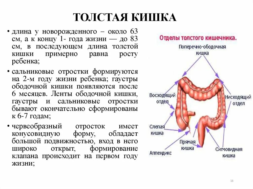 Толстая кишка человека особенности строения. Длина тонкого и Толстого кишечника. Длина и отделы тонкого и Толстого кишечника. Сколько длина толстой кишки у человека. Толщина тонкого кишечника человека.