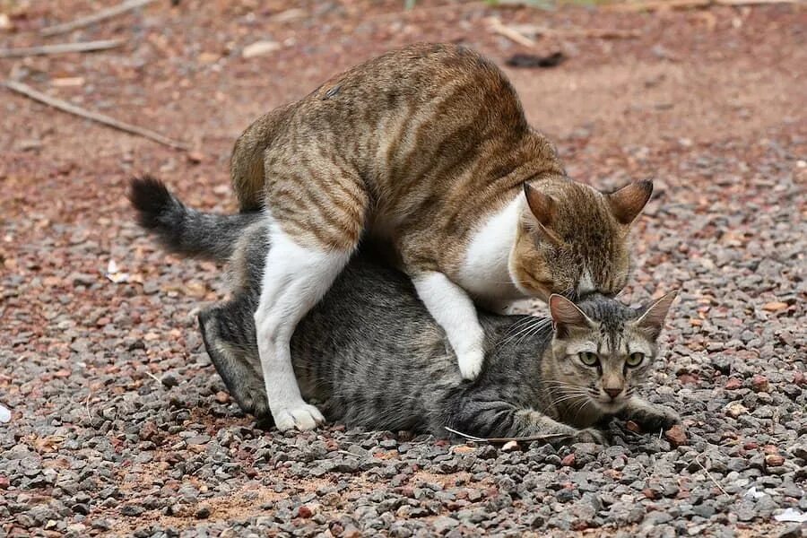 Крик кота в брачный. Сношение кошек. Коты совокупляются. Котики спариваются. Брачный период у кошек.