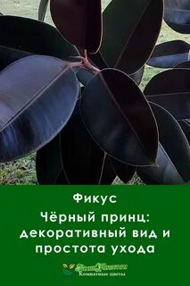 Фикус темный