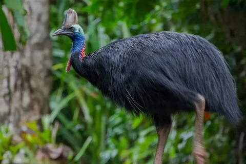 Казуар фото