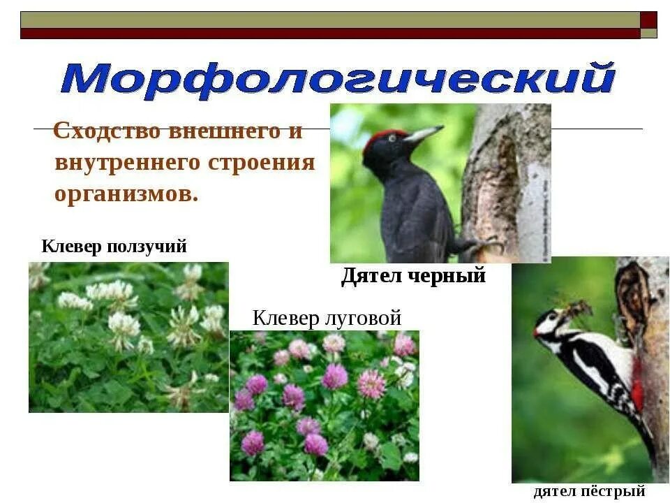 Внешнее строение какой критерий