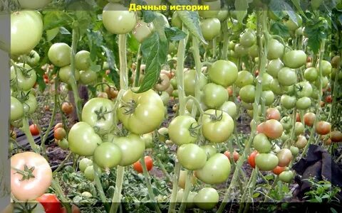 Томат забота