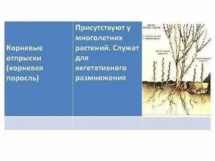 Вследствие корень