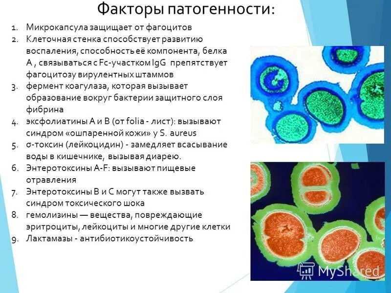 Микрокапсула бактерий. Микрокапсула бактерий