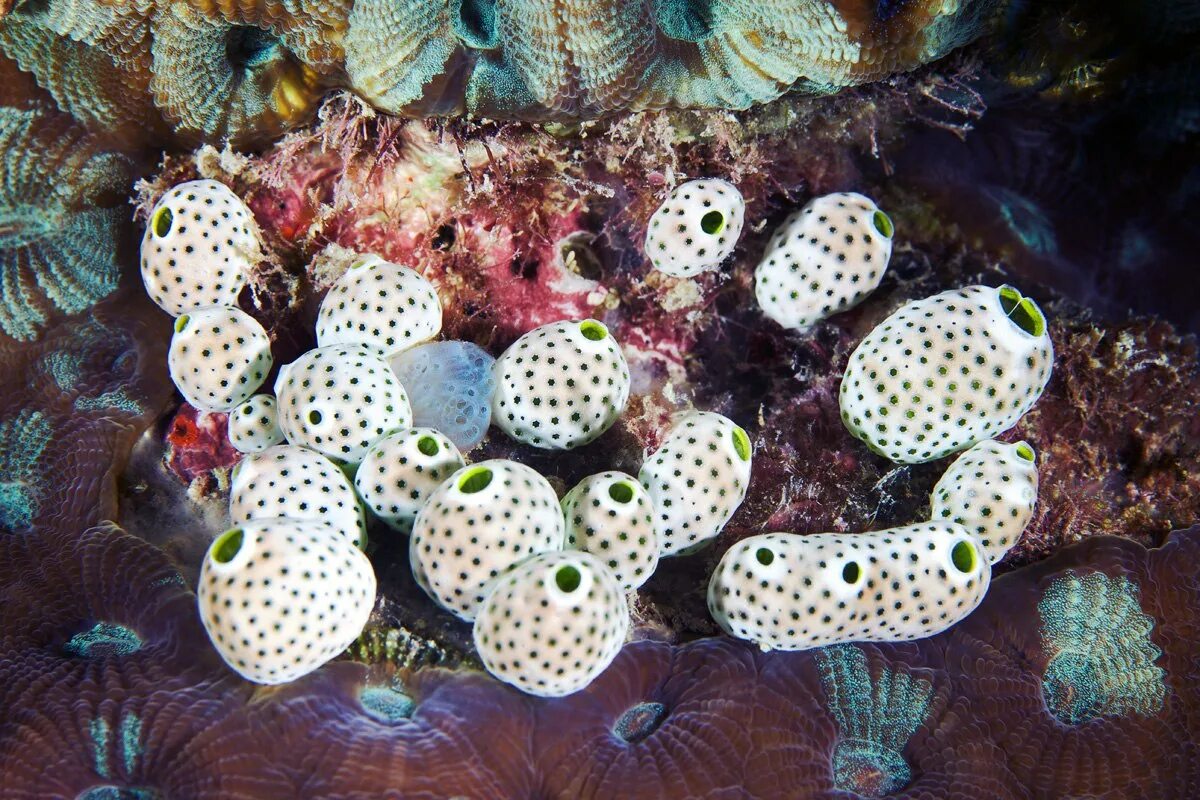 Образ жизни асцидии. Оболочники асцидии. асцидия пурпурная halocynthia aurantium. колониальные асцидии. колония асцидий.