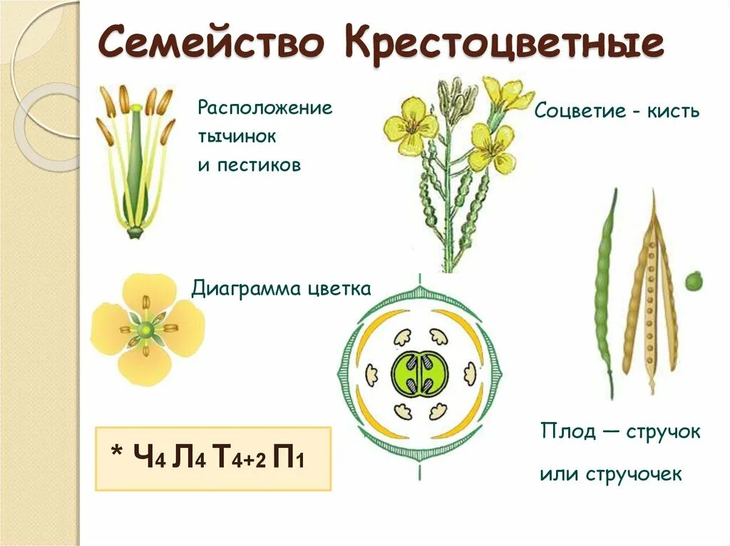 Типы цветков крестоцветных. Формула цветка растений семейства крестоцветные. Формула цветка семейства крестоцветные. Строение семени крестоцветных. Семейство крестоцветные капустные формула цветка.