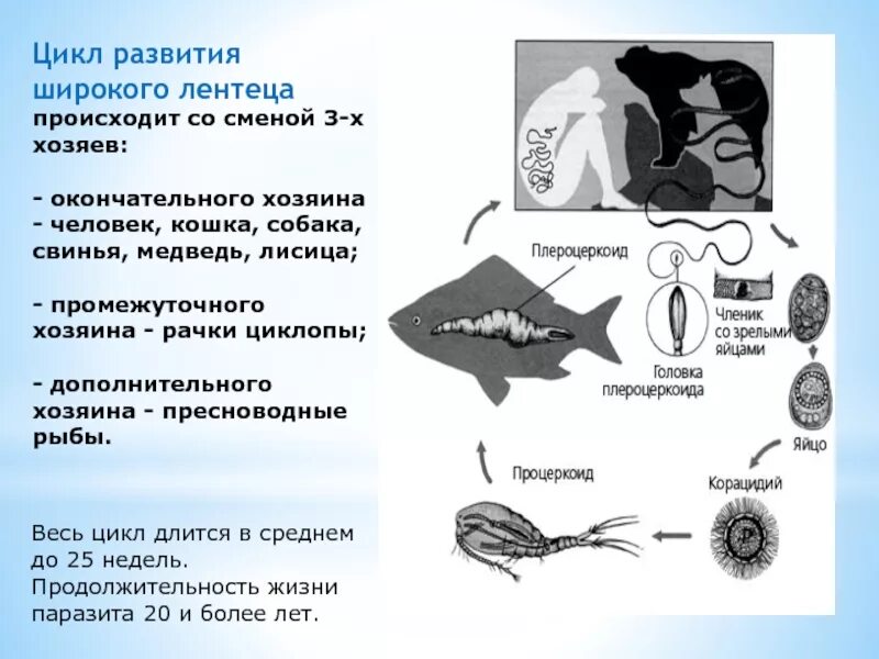 Промежуточный хозяин рачок Циклоп широкий лентец. Схема развития широкого лентеца. Широкий лентец цикл развития. Широкий лентец окончательный хозяин.