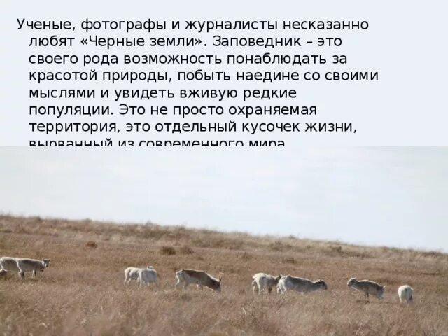 Какой заповедник был создан в пустынях. Какой заповедник был создан в пустынях