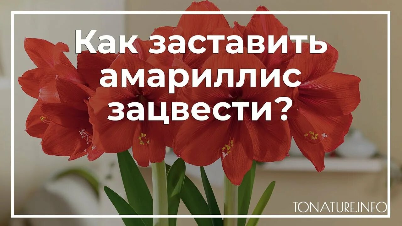 Как заставить цвести амариллис. Амариллис почему не цветет. Как заставить цвести амариллис в домашних условиях. Амариллис не зацвел. Почему не цветет амариллис в домашних