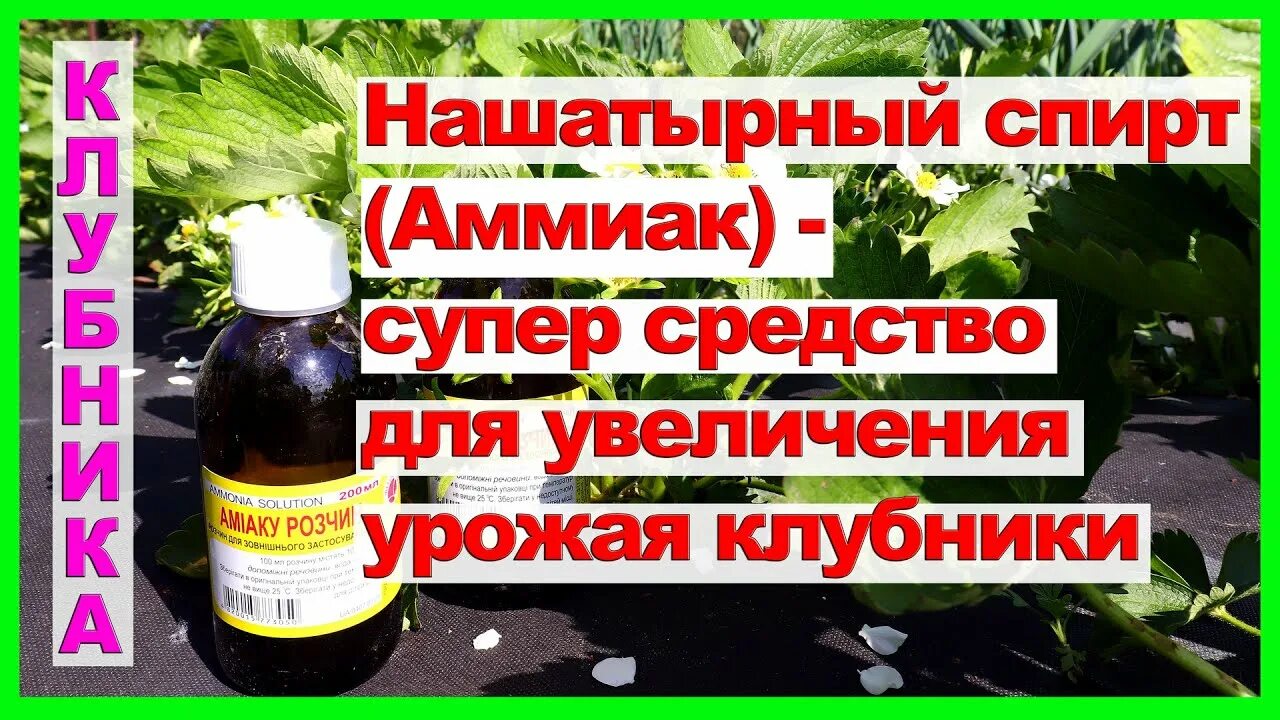 Нашатырь для клубники. Нашатырка для земляники. Аммиак для клубники. Подкормка рассады аммиаком