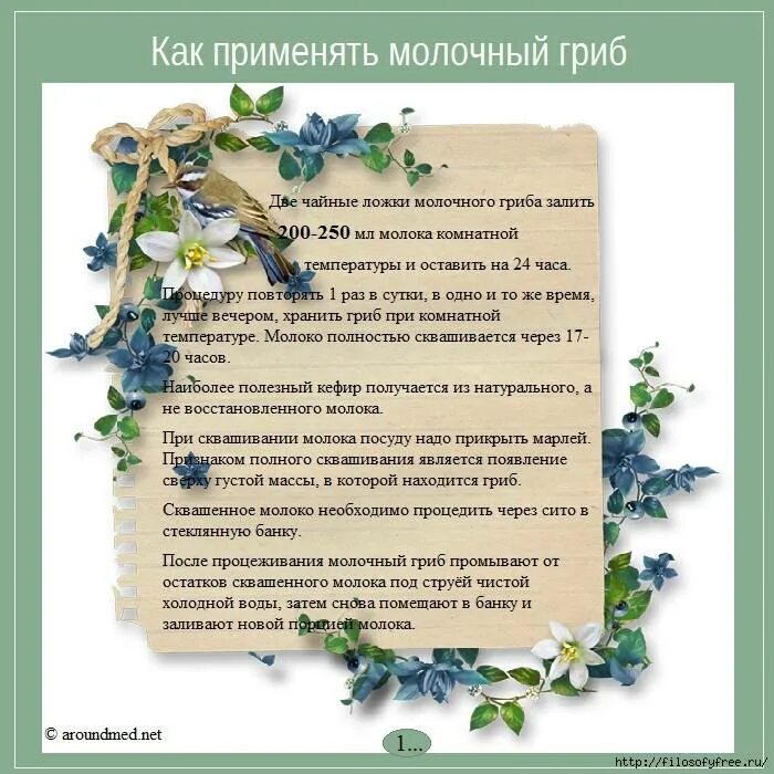 Свойство молочного гриба. Молочный гриб польза. характеристика молочного гриба. молочный гриб полезные свойства. молочный гриб применение.