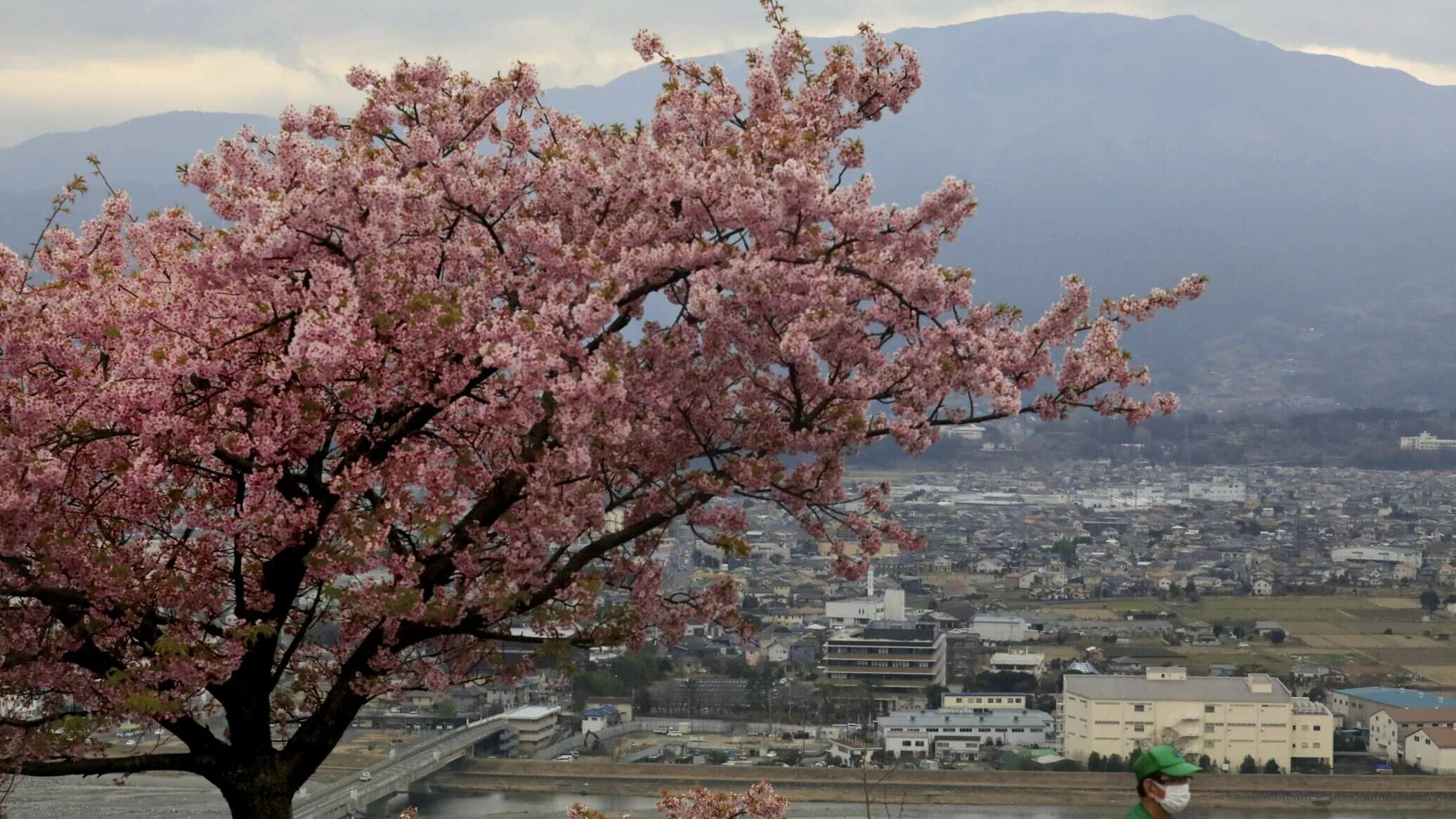 Первый сакуры. В Японии зацвела Сакура. Цветение Сакуры в Японии 2020. Цветение Сакуры Фукуока. Цветущая Сакура в Токио.