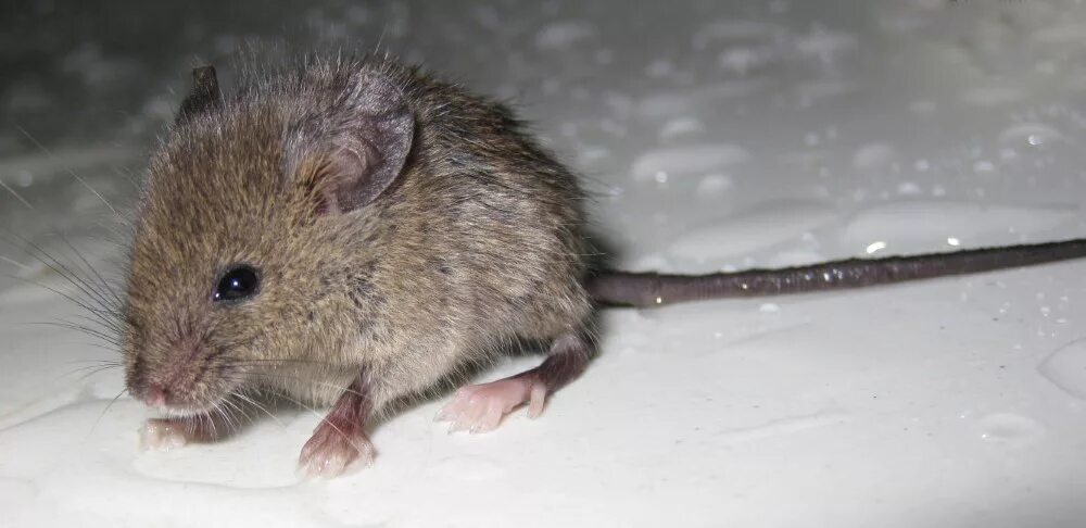 Какие типы мышей. Мышь полевка серая. Домовая полёвки. Mus musculus домовая мышь. Мышь домовая серая.