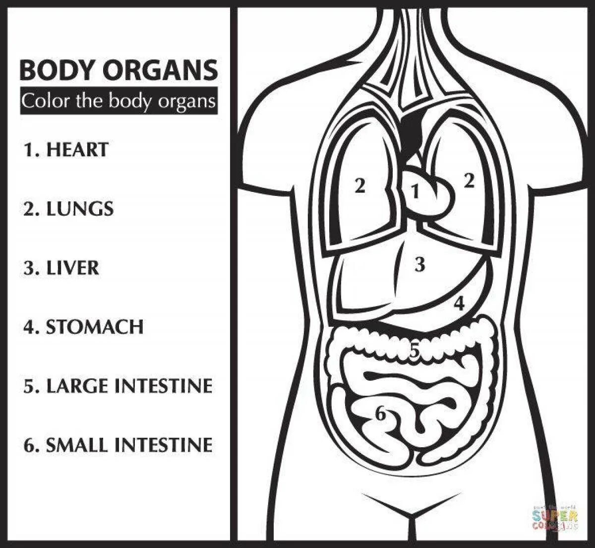 Печатать органы. Строение тела человека. Внутренние органы раскраска. Органы человека раскраска. Внутренние органы человека раскраска.