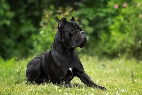 Кане корсо собака сколько живут