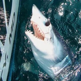 Shark return