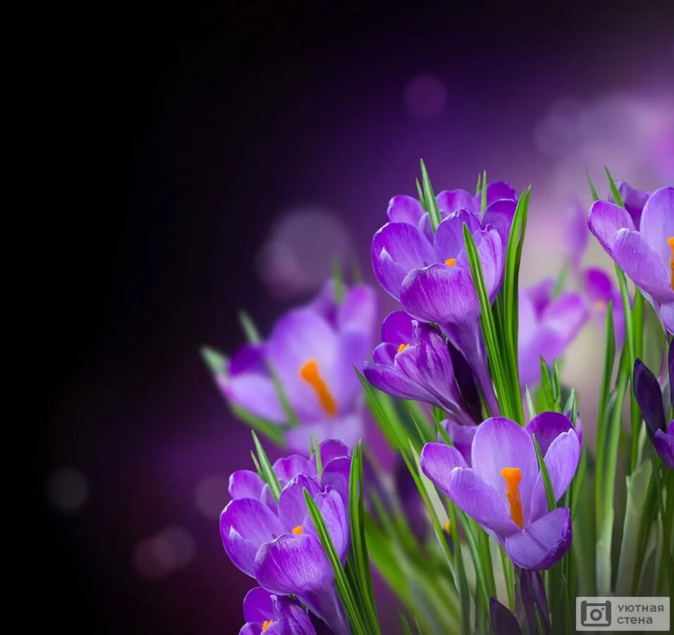 Музыка памяти крокус. Крокусы сиреневые. Пролески, подснежники, крокусы. Крокус цветок фиолетовый. Весенние цветы крокусы.