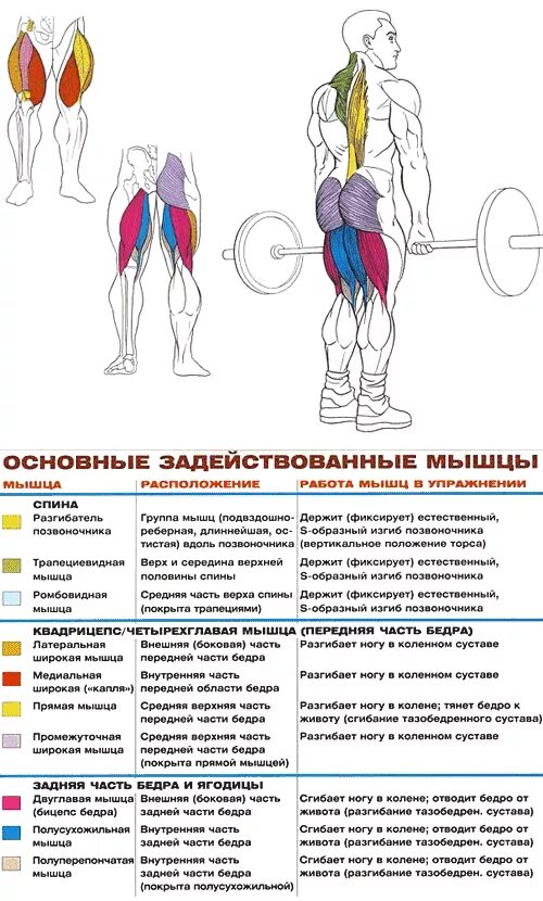 Базовые упражнения для развития ног. Становая тяга анатомия упражнений. анатомия силовых упражнений становая тяга. становая тяга разгибатели спины. упражнения и задействованные мышцы.