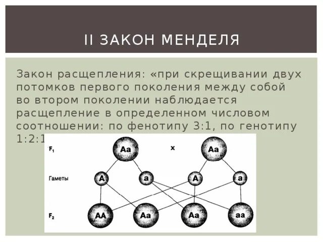 1 Закона Менделя по фенотипу. Соотношение особей по генотипу 3 закона Менделя. Фенотипы по первому закону Менделя. Расщепление по генотипу и фенотипу.