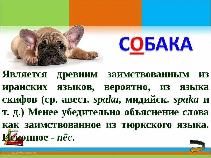 Заимствованные названия животных. Презентация большая буква в кличках животных. клички животных 1 класс. клички животных 2 класс русский язык. задания большая буква в кличках животных.