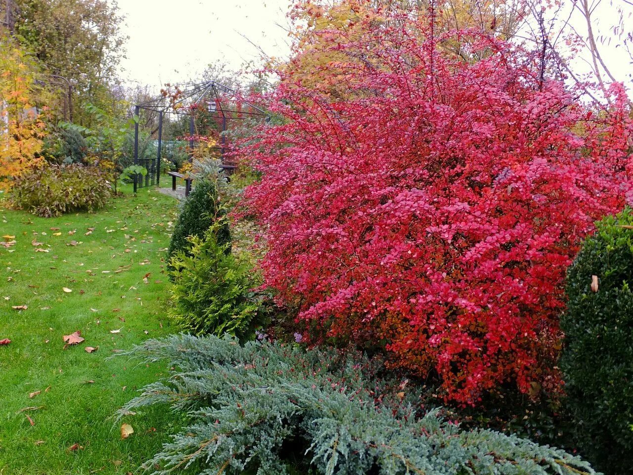 Бересклет крылатый (сорт 'compactus'). Название декоративных кустарников для сада. Барбарис обыкновенный краснолистный. Бересклет крылатый. Название декоративных кустарников для сада.