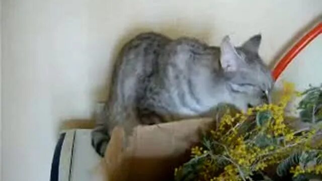 Можно ли кошкам есть мимозу. Можно ли кошкам есть мимозу