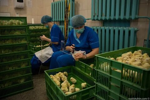 Вакцинация цыплят