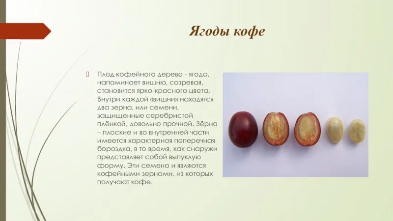 Созревающие зерна. Оболочка кофейного зерна. строение кофейного зерна. строение зерна кофе. мякоть кофейного зерна.