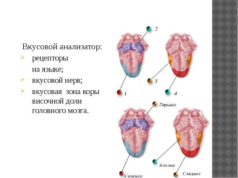 Рецепторы вкусового анализатора. Рецепторный отдел вкусового анализатора. Вкусовой анализатор. Вкусовая зона. Зона коры вкусового анализатора.