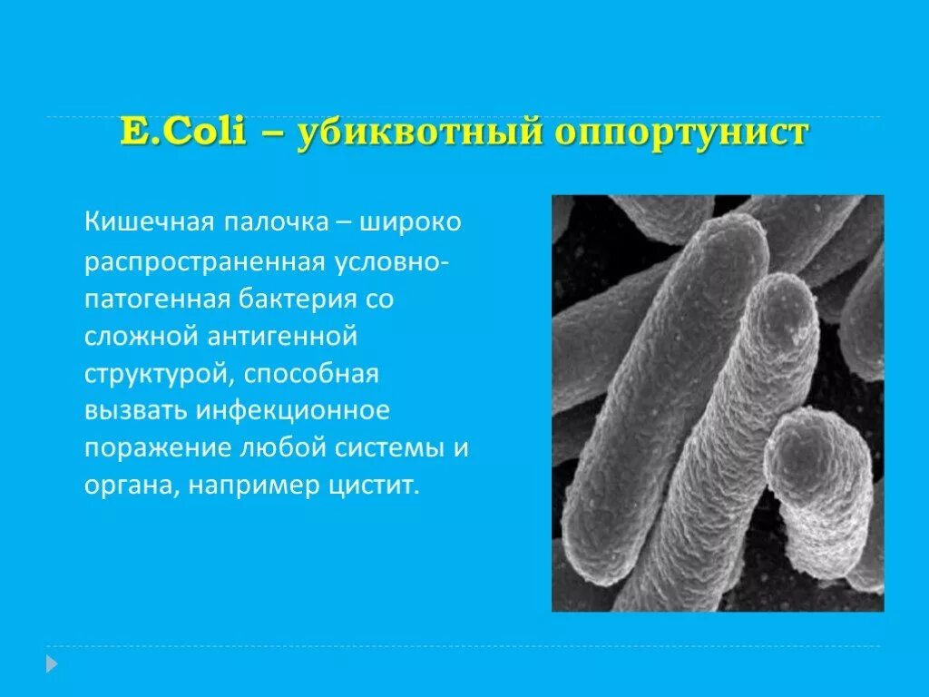 Человек кишечная палочка тип взаимодействия. Кишечная палочка патогенность. Кишечная палочка бактерии функции. Патогенные серотипы кишечной палочки. Кишечная палочка среда обитания.