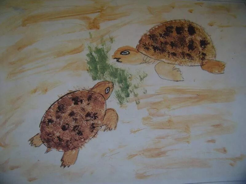 Черепаха средняя группа. Рисование черепаха средняя группа. Рисование черепаха в старшей группе. Рисование Черепашки в средней группе. Рисование черепаха в подготовительной группе.