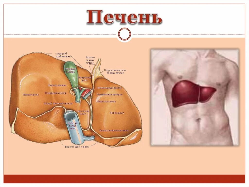 Печень ее строение и функции. Печень в организме человека схема. Печень на схеме человека. Печень на схеме человека. Состав печени человека анатомия.