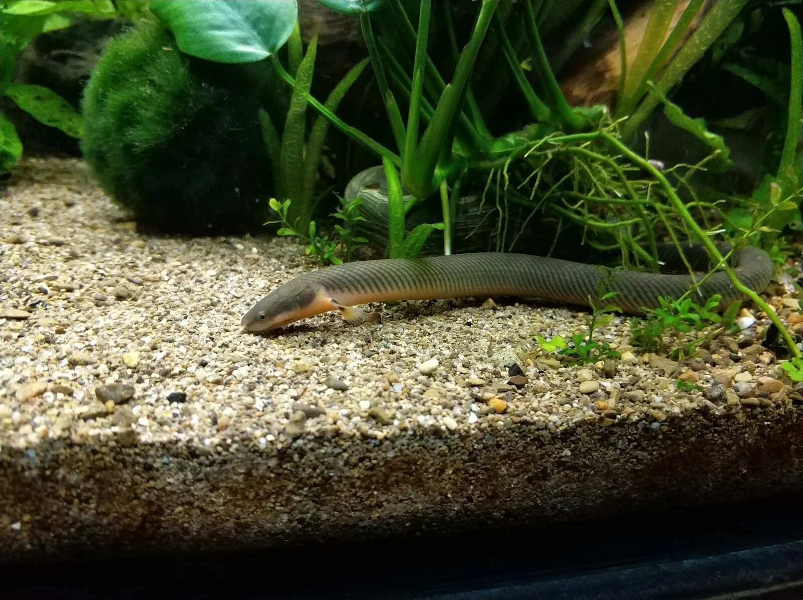 макрогнатус рыбка аквариумная. рыбка похожая. рыбка акантофтальмус кюля. рыба змея аквариумная каламоихт. рыбка змейка каламоихт.