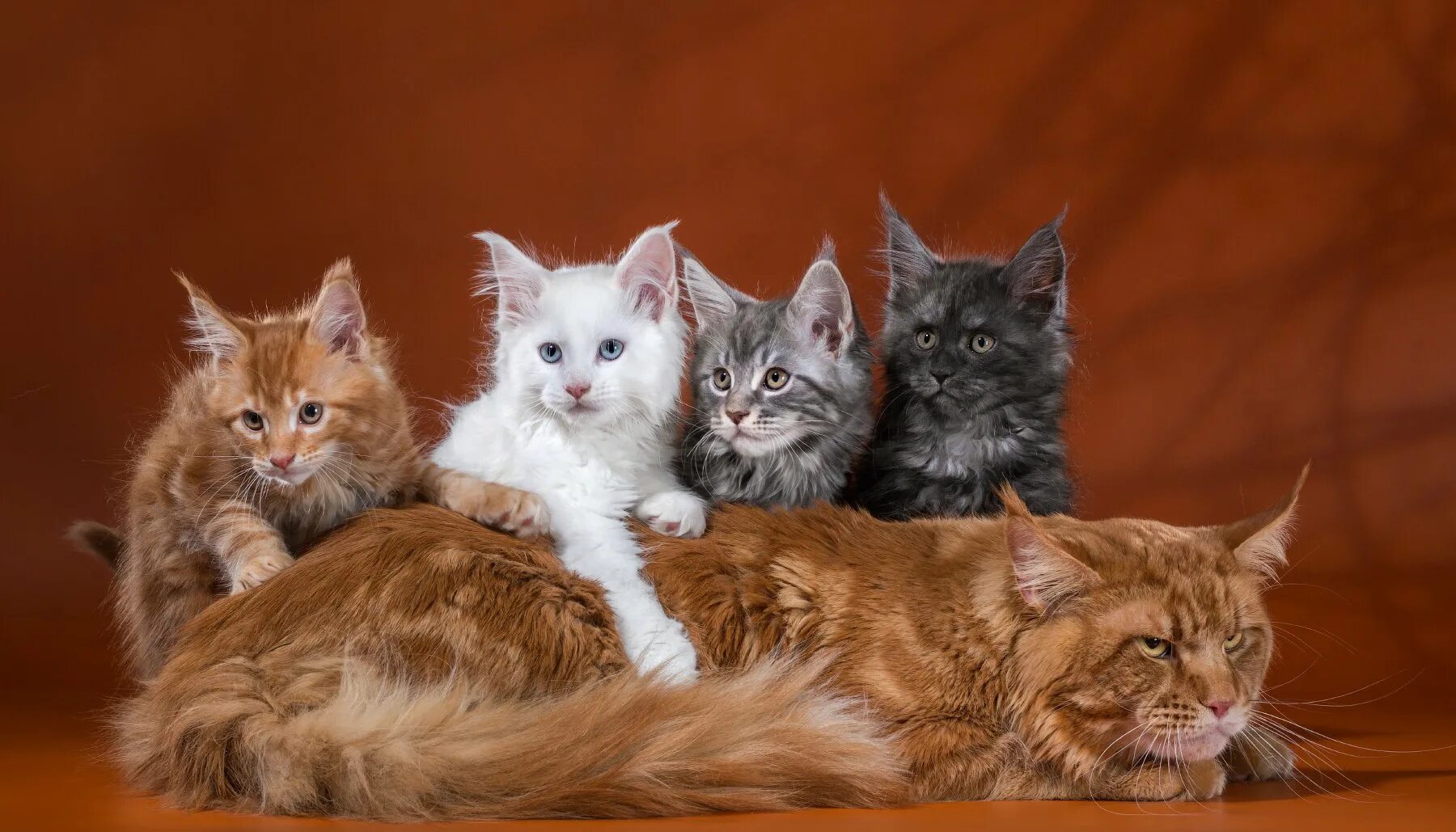 Кошка мейн кун. Кошка мейн кун с котятами. Мейн-кун. Кошка мейн кун с котятами. Кошка породы мейн-кун.