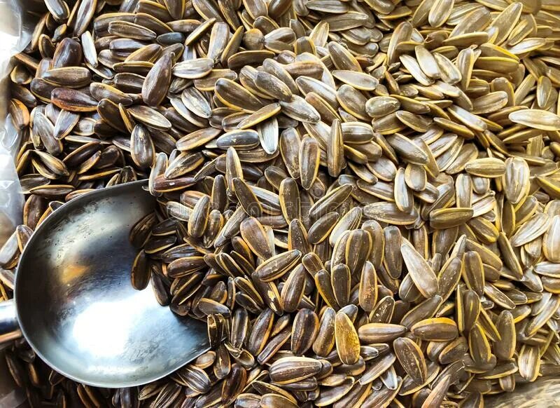 Полезные семечки для организма. Семечки. Польза семян подсолнечника. Польза семечек подсолнечника для организма. Вред семечек.