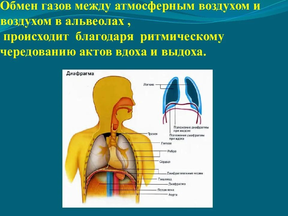 Путь воздуха в организм человека. Газообмен между атмосферным и альвеолярным воздухом. Какой путь проходит во время вдоха и выдоха. Рассказ какой путь проходит воздух во время вдоха и выдоха. Путь воздуха при вдохе схема.