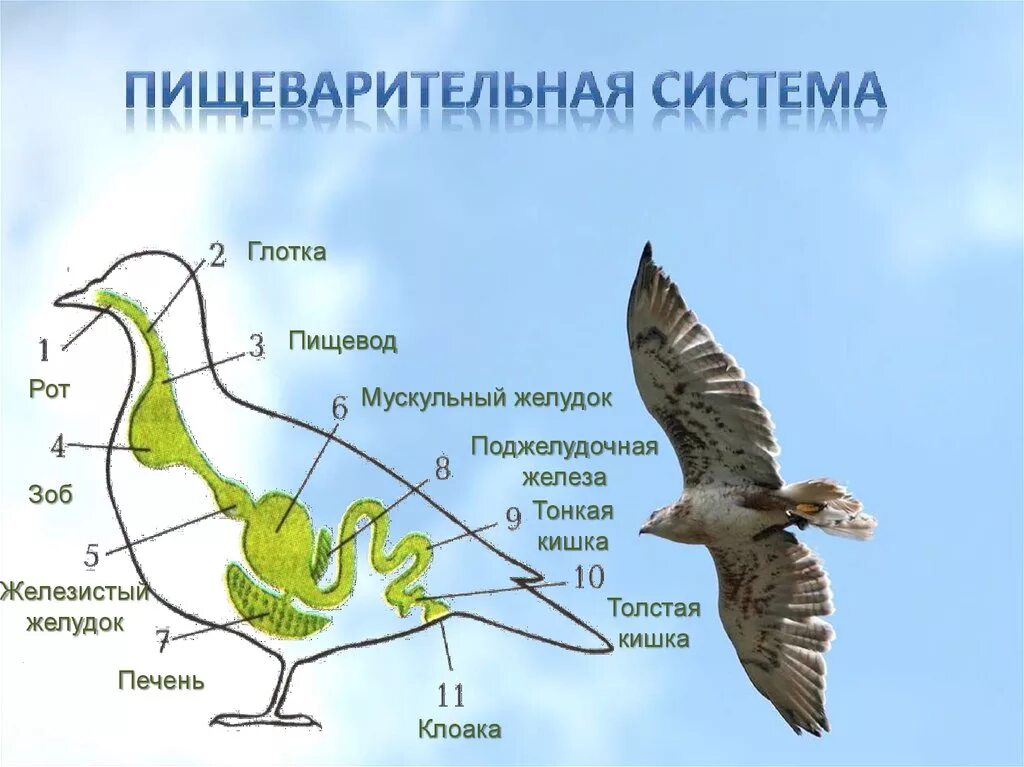 Пищеварительная система птиц 7 класс. Строение пищеварительной системы птиц. Пищеварительная система класс птицы 7 класс. Биология 8 класс птицы пищеварительная система. Пищеварительная система класса птиц