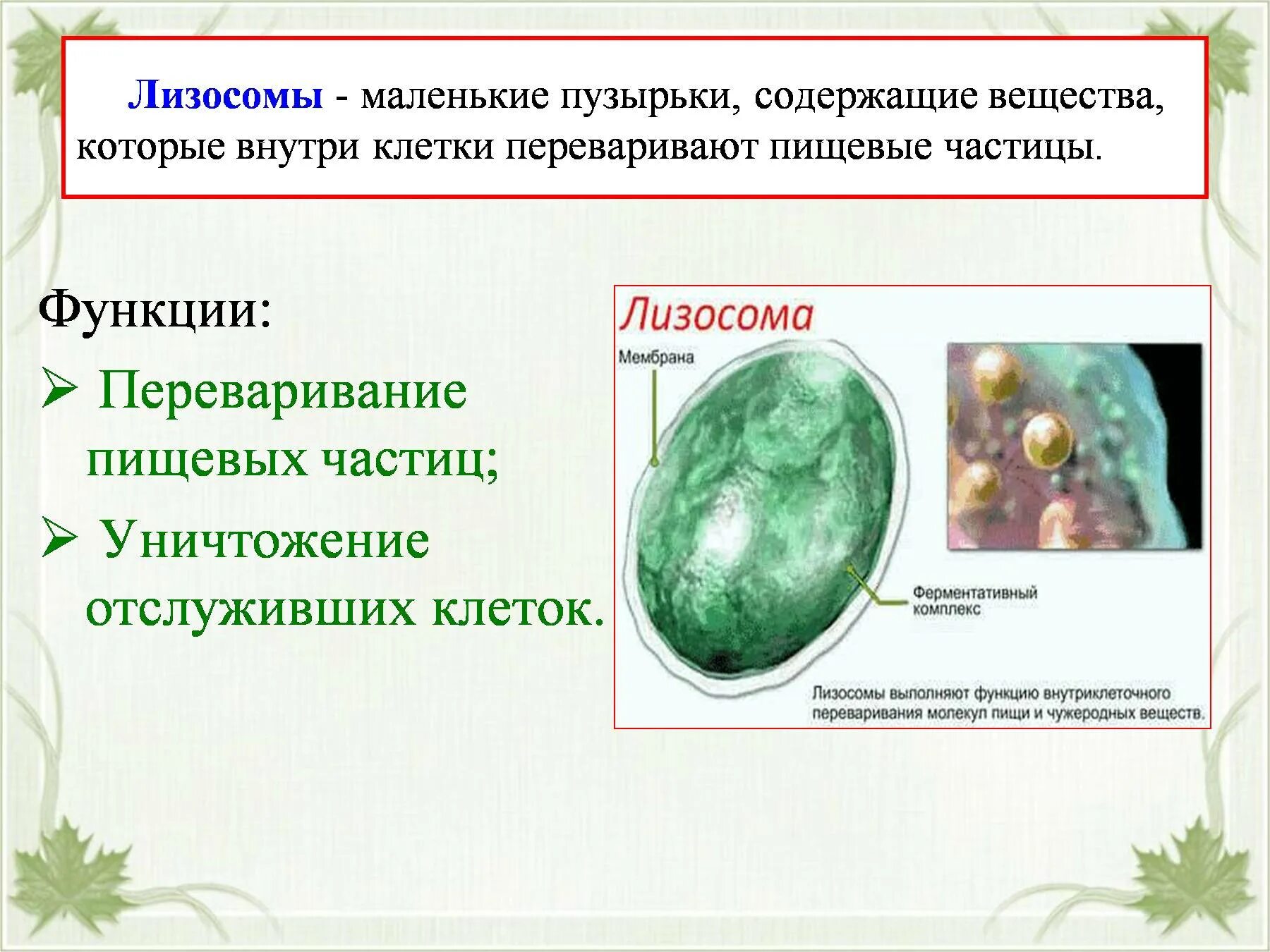 Лизосомы функции. Лизосомы строение и функции.